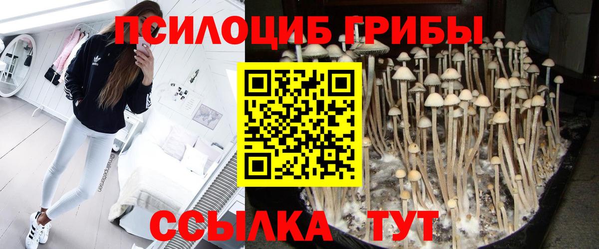Псилоцибиновые грибы GOLDEN TEACHER Владивосток